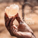Les Secrets De La Gomme Arabique: Histoire, Usages Et Recettes / Constance de Bonnaventure (Auteur)